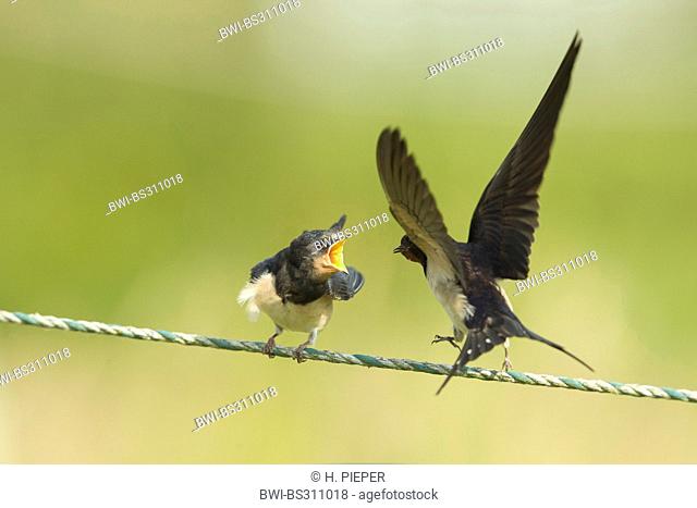 barn swallow (Hirundo rustica), adult landing on a wire for feeding its begging squeaker, Germany