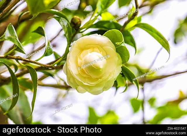 Furnas, Sao Miguel Island, Azores, Portugal - May, 2022: closeup of a Camellia Japonica flower in a botanical garden