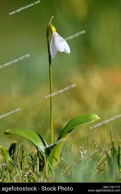 Snowdrop (Galanthus spec.), North Rhine-Westphalia, Germany