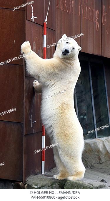 Seven-year-old polar bear Nanuq stretches himself out at a measuring stick, showing off his height of 2.99 meters at the adventure zoo in Hanover, Germany
