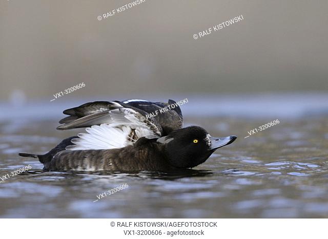 Tufted Duck / Reiherente (Aythya fuligula ) stretching its wings and body on a cold winter day