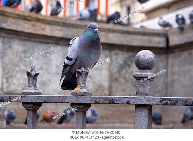 Pigeon, Milan, Lombary, Italy, Europe