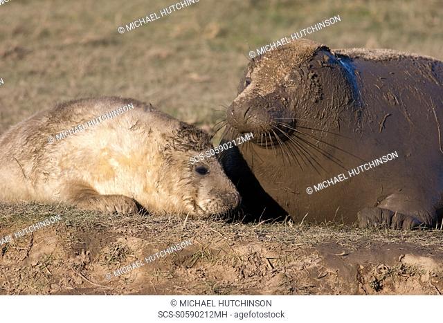 Grey Seal Halichoerus grypus adult female covered in mud with pup in lanugo coat November Donna Nook, Lincolnshire, UK