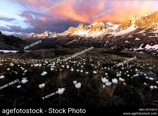 Burning sky over flower meadow in the mountains, Vallee de la Claree, Haute Savoie, France