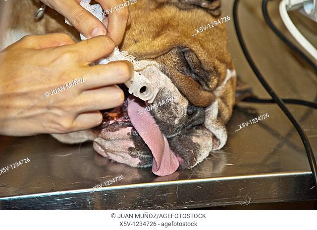 Intubation, English Bulldog C-Section