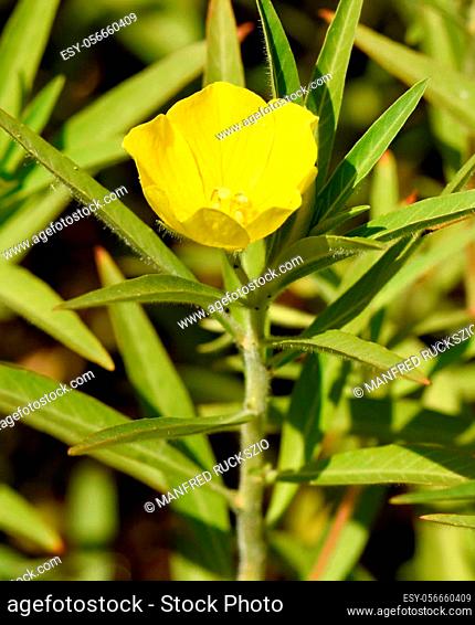 Ludwigie, Ludwigia adscendens, ist eine Wasserpflanze mit schoenen gelben Blueten. The Ludwigie, Ludwigia adscendens, is an aquatic plant with beautiful yellow...