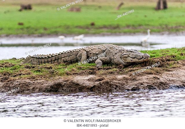 Marsh Crocodile (Crocodylus palustris), Kabini River, Kabini Lake, Kabini Reservoir, Nagarhole National Park, Nagarhole National Park, Karnataka, South India