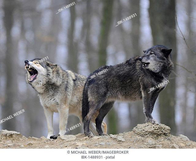 Mackenzie Wolf, Canadian wolf, Timber wolf (Canis lupus occidentalis), howling