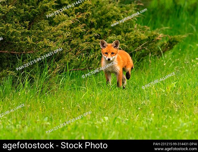 20 April 2023, Berlin: 22.04.2023, Berlin. A small, young red fox (Vulpes vulpes), only a few weeks old, walks next to a bush in the morning sun in a park in...