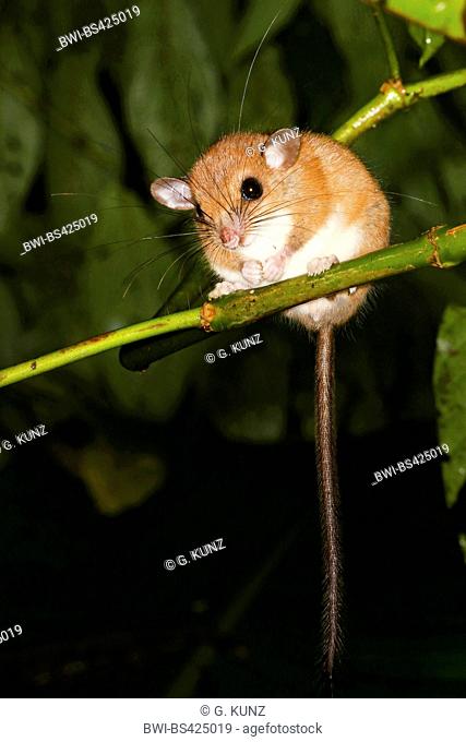 vesper rat, Sumichrast's vesper rat (Nyctomys sumichrasti), sits on abranch, Costa Rica