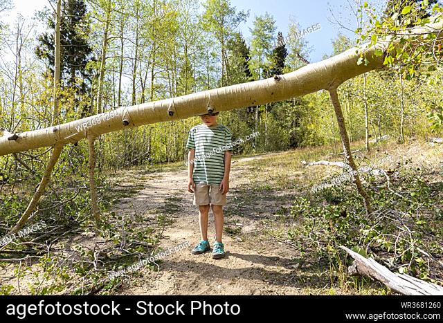 7 year old boy looking at fallen tree in forest of Aspen trees