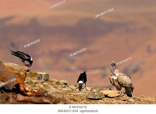 Cape vulture (Gyps coprotheres), sitting on a rock spur together with African White-necked Raven, Corvus albicollis, South Africa, Kwazulu-Natal
