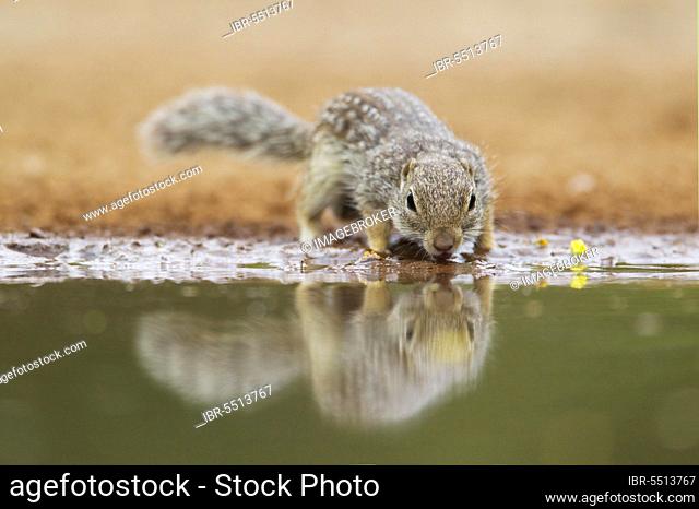 Mexican mexican ground squirrel (Spermophilus mexicanus), Rodents, Mammals, Animals, Mexican Ground Squirrel (Ictidomys mexicanus) adult, drinking at pool