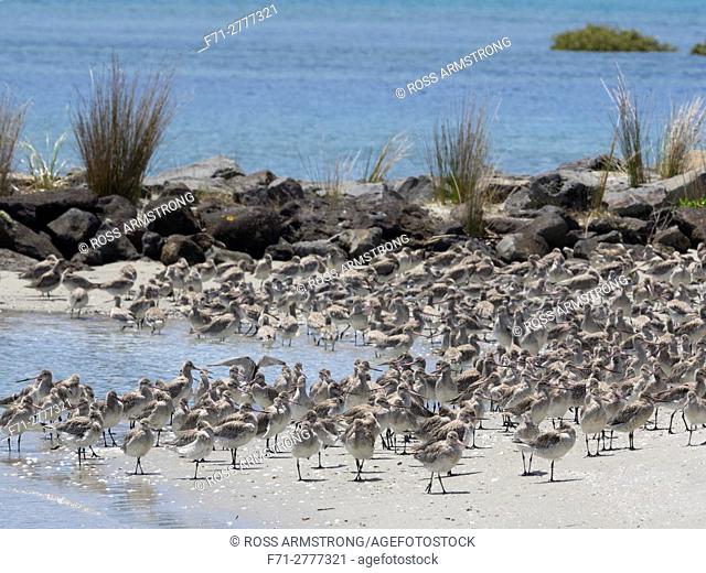 Bar-tailed godwits, Limosa lapponica, resting at high tide at Marsden Bay, One Tree Point, Northland, New Zealand