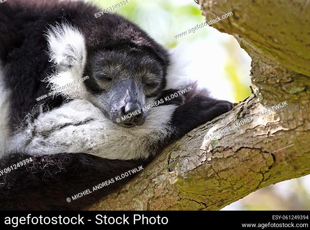 Black-and-white ruffed lemur - Varecia variegata subcincta, in a tree
