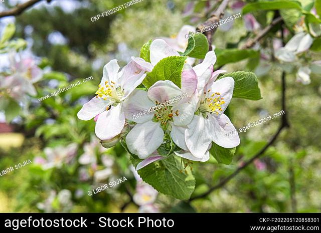 Apple Tree, Malus domestica, flowering in Pruhonice, Czech Republic on May 6, 2022. (CTK Photo/Libor Sojka)