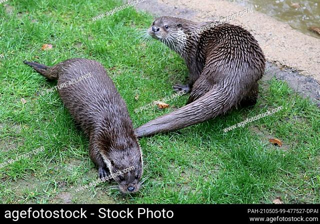 05 May 2021, Mecklenburg-Western Pomerania, Rostock: At the inauguration of the new otter facility, the two animals are on the move in the enclosure