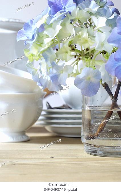 Twig of hydrangea in a vase