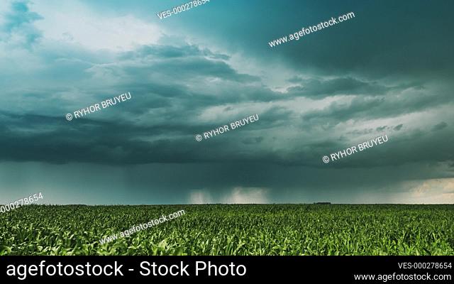 Cloudy Rainy Sky. Dramatic Sky With Dark Clouds In Rain Day. Storm And Clouds Above Summer Maize Corn Field. Time Lapse, Timelapse, Time-lapse
