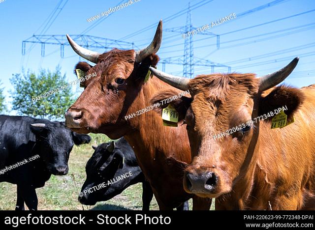 23 June 2022, Saxony, Borna: Dexter cattle graze under high-voltage power lines near Lake Bockwitz in the Leipzig district