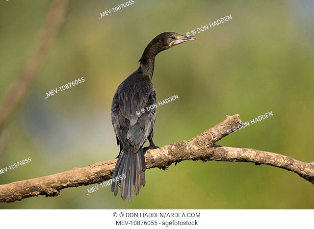 Little Cormorant - on branch (Phalacrocorax niger )