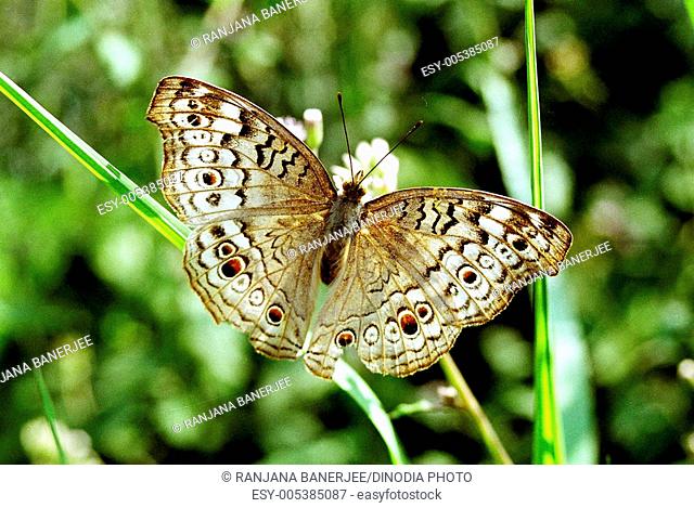Insects ; grey pansy junonia atlites busking butterfly ; Howrah ; West Bengal ; India