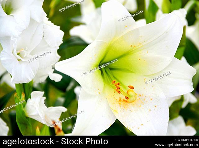 white lily for wedding bouquet