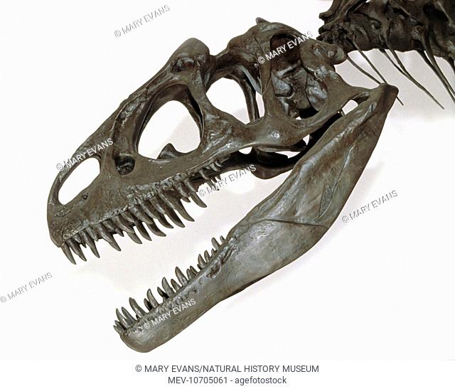 Allosaurus skull complete with 60 or so dagger-like teeth that were used to kill and dismember its prey. Serrations made for easy meat slicing; hinged jaws...