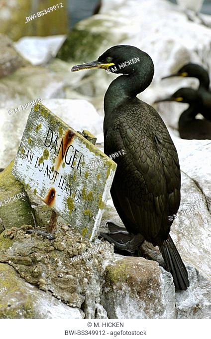 shag (Phalacrocorax aristotelis), with warning sign, United Kingdom, England, Northumberland, Farne Islands