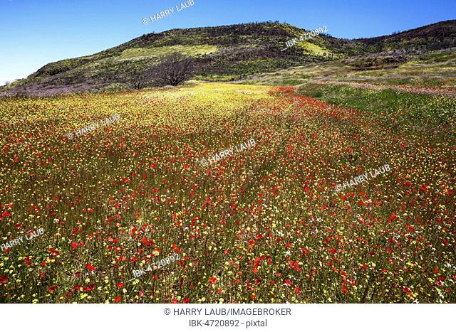 Flower meadow with Corn poppy (Papaver rhoeas) and colorful meadow plants, Barranco de la Mina, at Las Lagunetas, Gran Canaria, Canary Islands, Spain
