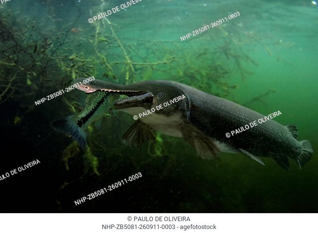 Alligator gar, Atractosteus spatula. Eating a Largemouth Bass, Micropterus salmoides. Composite image. Portugal