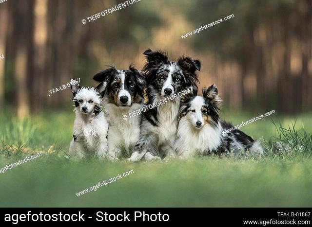 Chinese Crested Powderpuff, Australian Shepherd and Sheltie