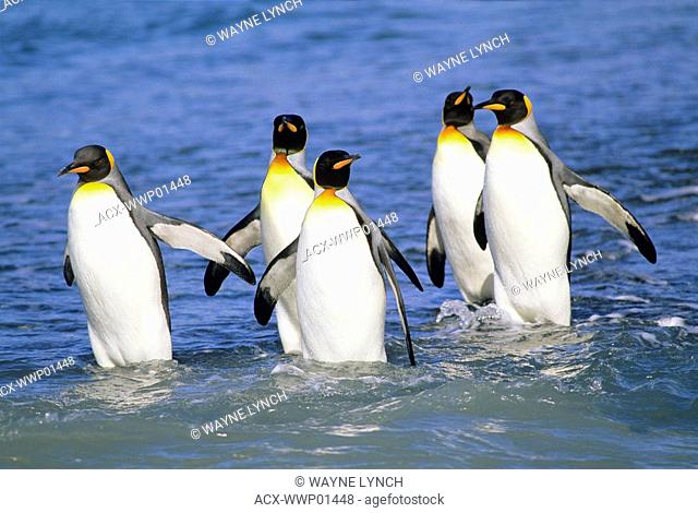 King penguins Aptenodytes patagonicus crossing a glacier meltwater stream on Salisbury Plains, South Georgia Island, southern Atlantic Ocean