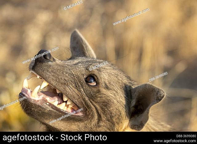 Africa, Namibia, Private reserve, Brown hyena or Strandwolf (Parahyaena brunnea, before Hyaena brunnea), captive