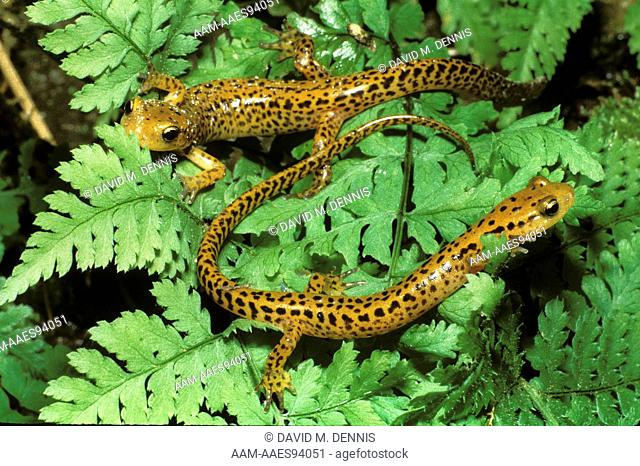 Longtail Salamander (Eurycea l. longicauda), Licking Co., OH, Ohio