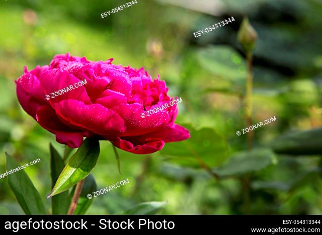 Peony flower background.Pink Peony isolated on green background