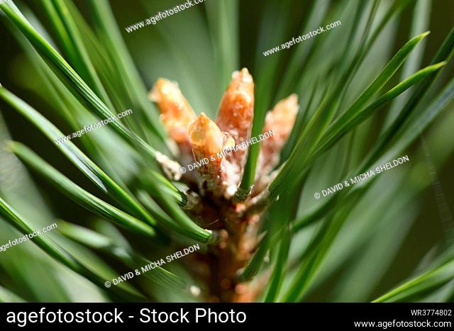 Close-up of Scots pine buds and needles