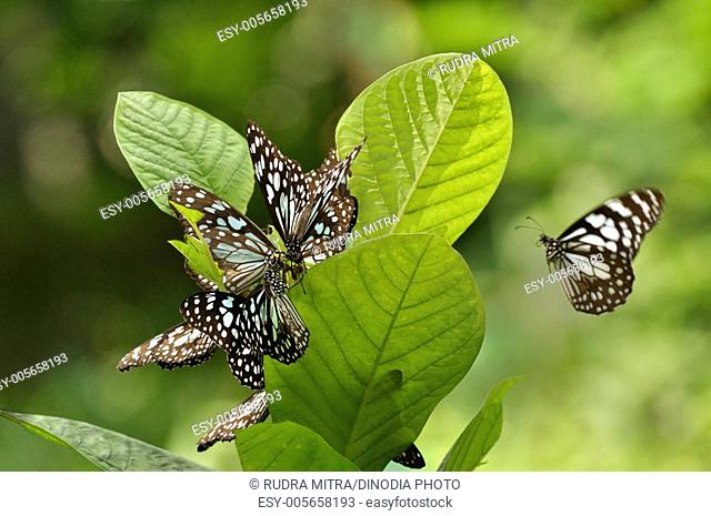 Butterflies ; Calcutta Kolkata ; West Bengal ; India