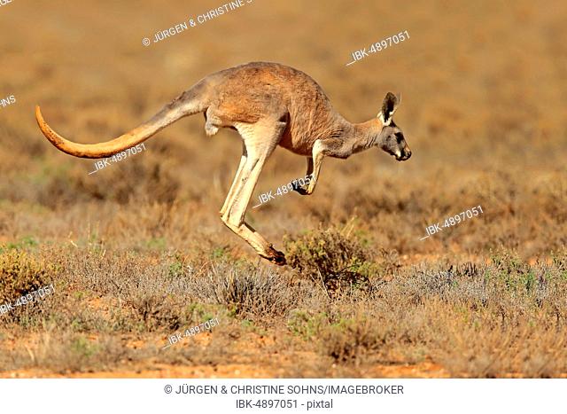Red kangaroo (Macropus rufus), adult, jumping, Sturt National Park, New South Wales, Australia