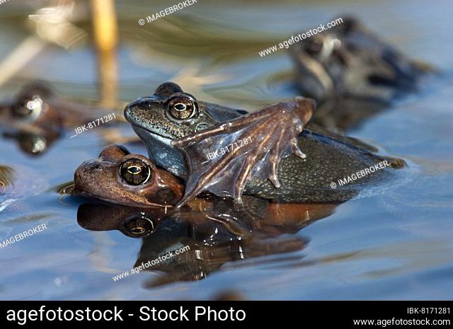 Common frog (Rana temporaria), pair spawning, pond, Canton Baselland, Switzerland, Europe