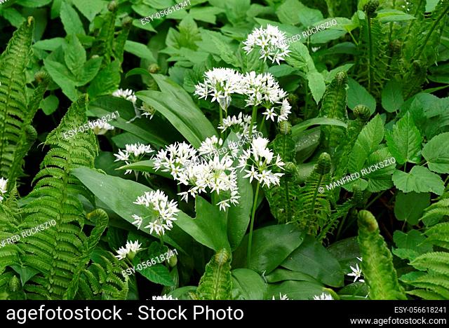 Baerlauch ist eine wichtige Heilpflanze und eine Duftpflanze nach Knoblauch mit weissen Blueten. Baerlauch is an important medicinal plant and a fragrant plant...