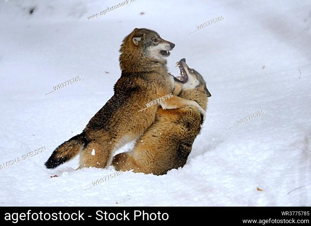 Two wolves (Canis lupus) fighting in snow
