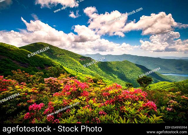 Blooming pink mountain laurel flowers along the Blue Ridge Parkway near Asheville, North Carolina. These flower blooms are common in the Southern Appalachian...
