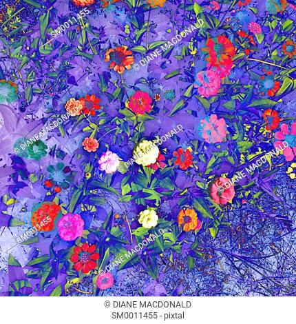 A colourful background of flowers