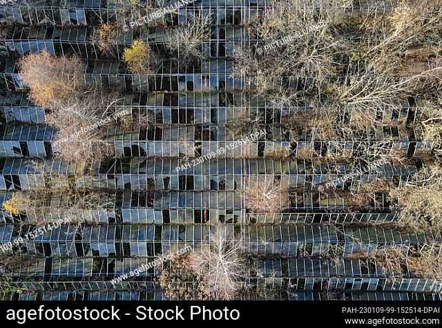PRODUCTION - 25 November 2022, Brandenburg, Cottbus: Trees grow through the broken glass of a greenhouse of an old nursery near Branitz Castle in the park of...