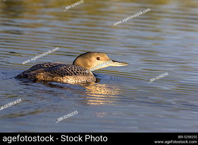 Great Northern Loon (Gavia immer), Three months, young, La Mauricie National Park, Quebec, Canada, North America