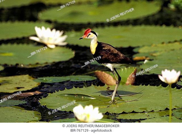 Comb-crested Jacana or Lotusbird (Irediparra gallinacea) perched on a waterlily pad, Kakadu National Park, Northern Territories, Australia
