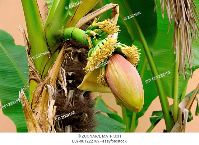 banana plant