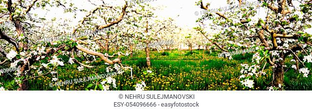 panorama of flowering apple orchard in spring, image