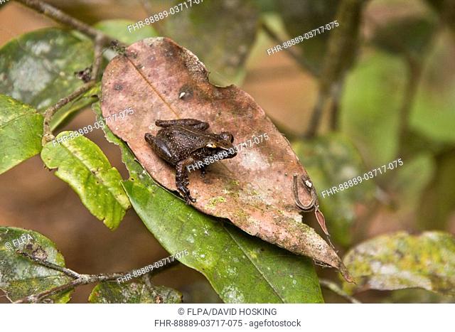 Philautus stictomerus , An endemic frog of Sri Lanka Sinharaja, Sri Lanka